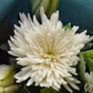 Meet your Posher, Candice